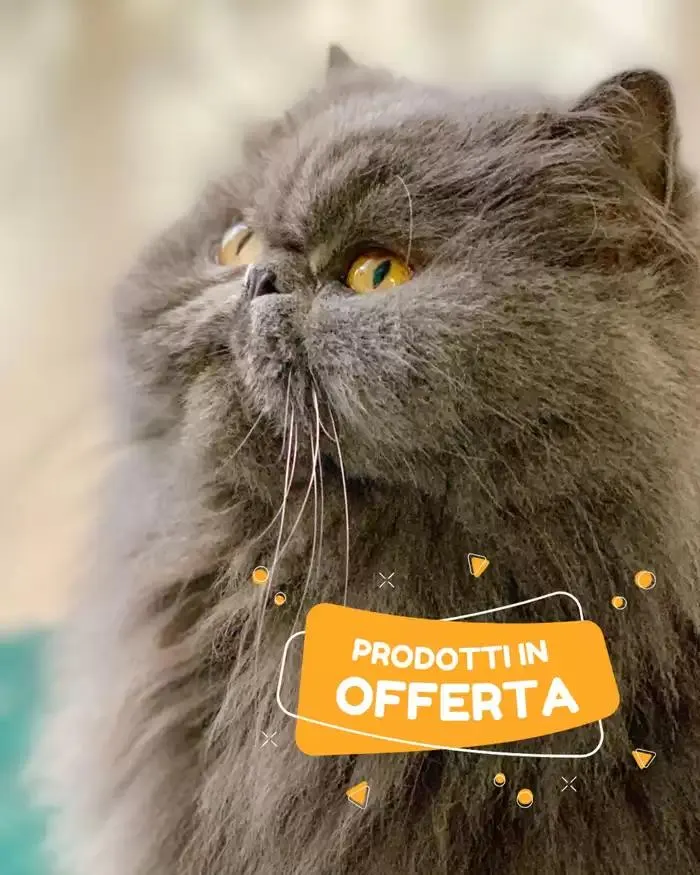 Prodotti in offerta - 1