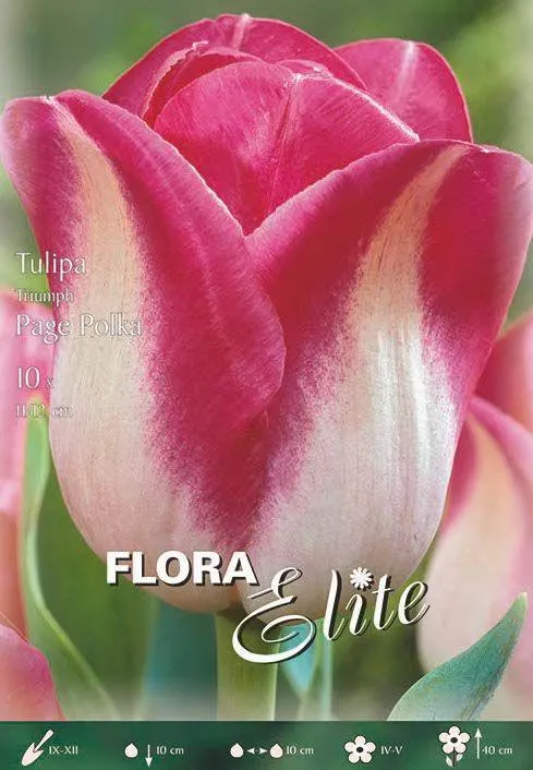 TULIPANO TRIONFO -PAGE POLKA-