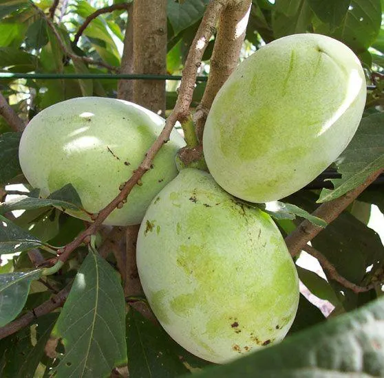 ASIMINA TRILOBA -PRIMA 1216-