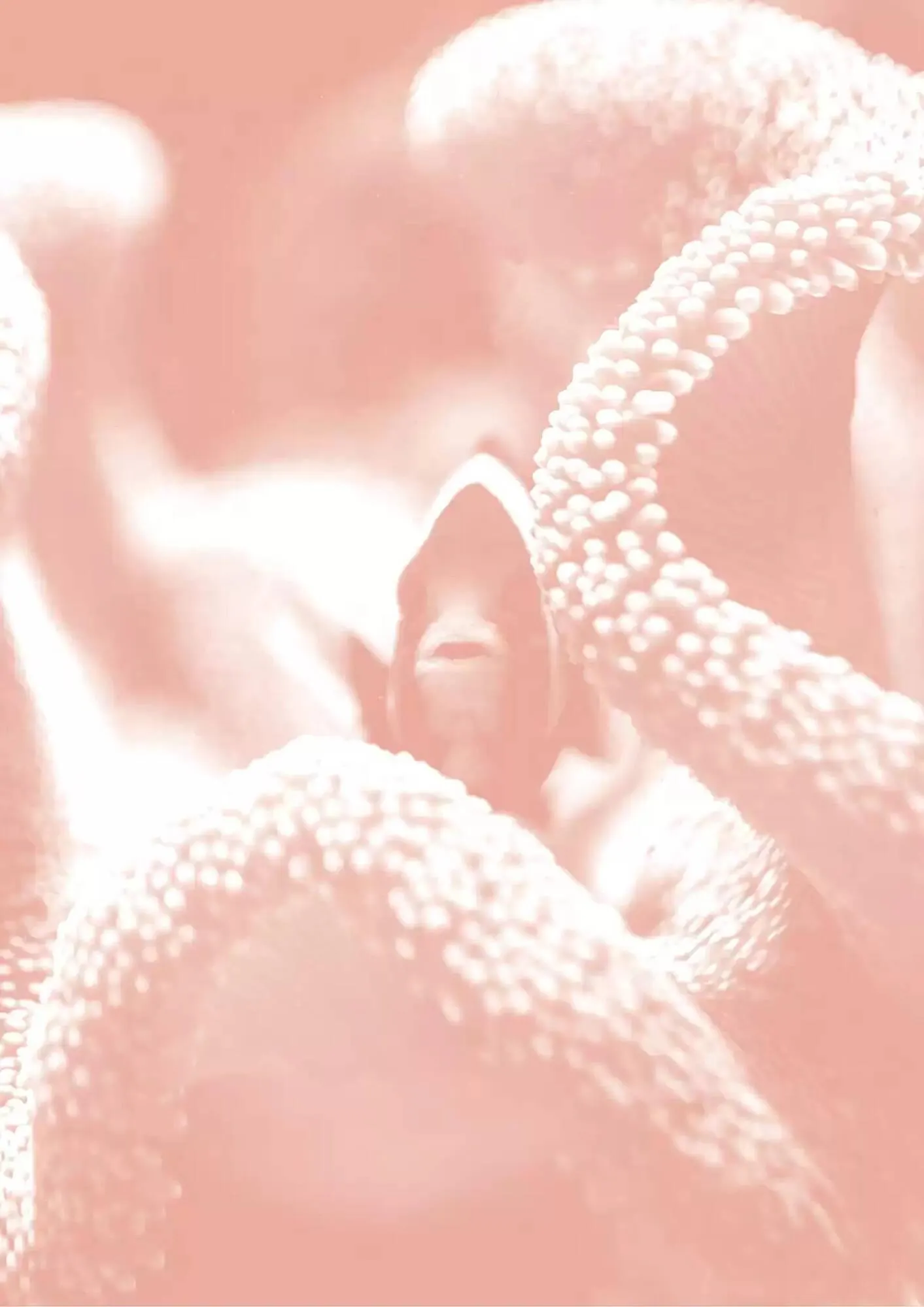 Volantino Ferplast da 13 dicembre a 31 dicembre di 2026 - Pagina del volantino 164