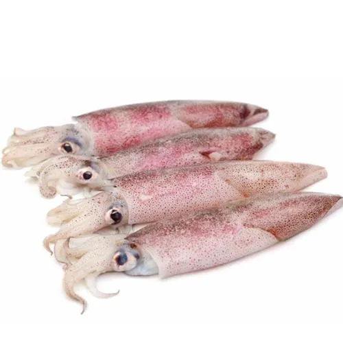 CALAMARI ROSSI GR.800