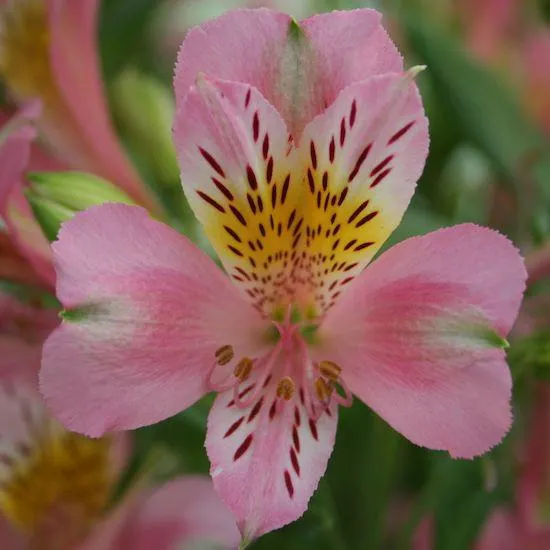 ALSTROEMERIA PIERRE