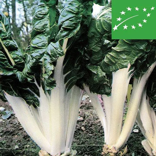 BIETA VERDE - A COSTA LARGA ARGENTATA 2 - BIO