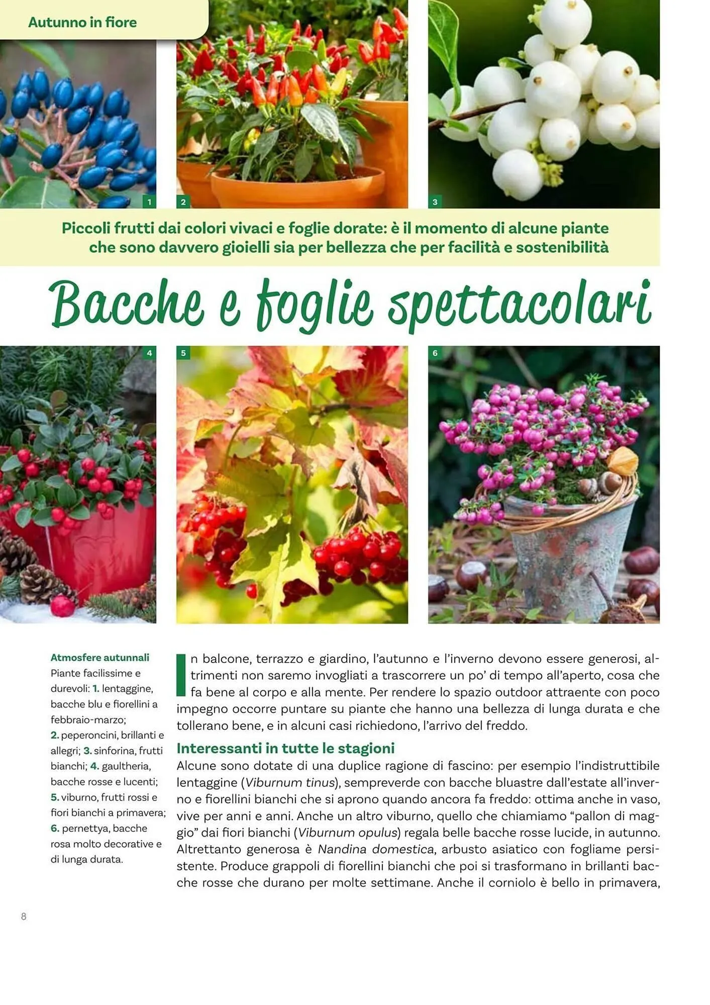 Volantino Viridea da 17 ottobre a 22 dicembre di 2025 - Pagina del volantino 8