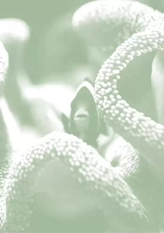 Ferplast da 13 dicembre a 31 dicembre di 2026 - Pagina del volantino 98