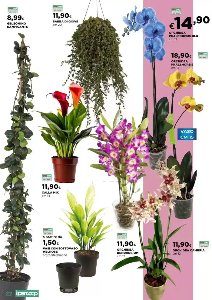 Catalogo Primavera da 10 aprile a 2 giugno di 2025 - Pagina del volantino 22