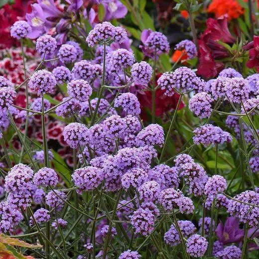 VERBENA BONARIENSIS