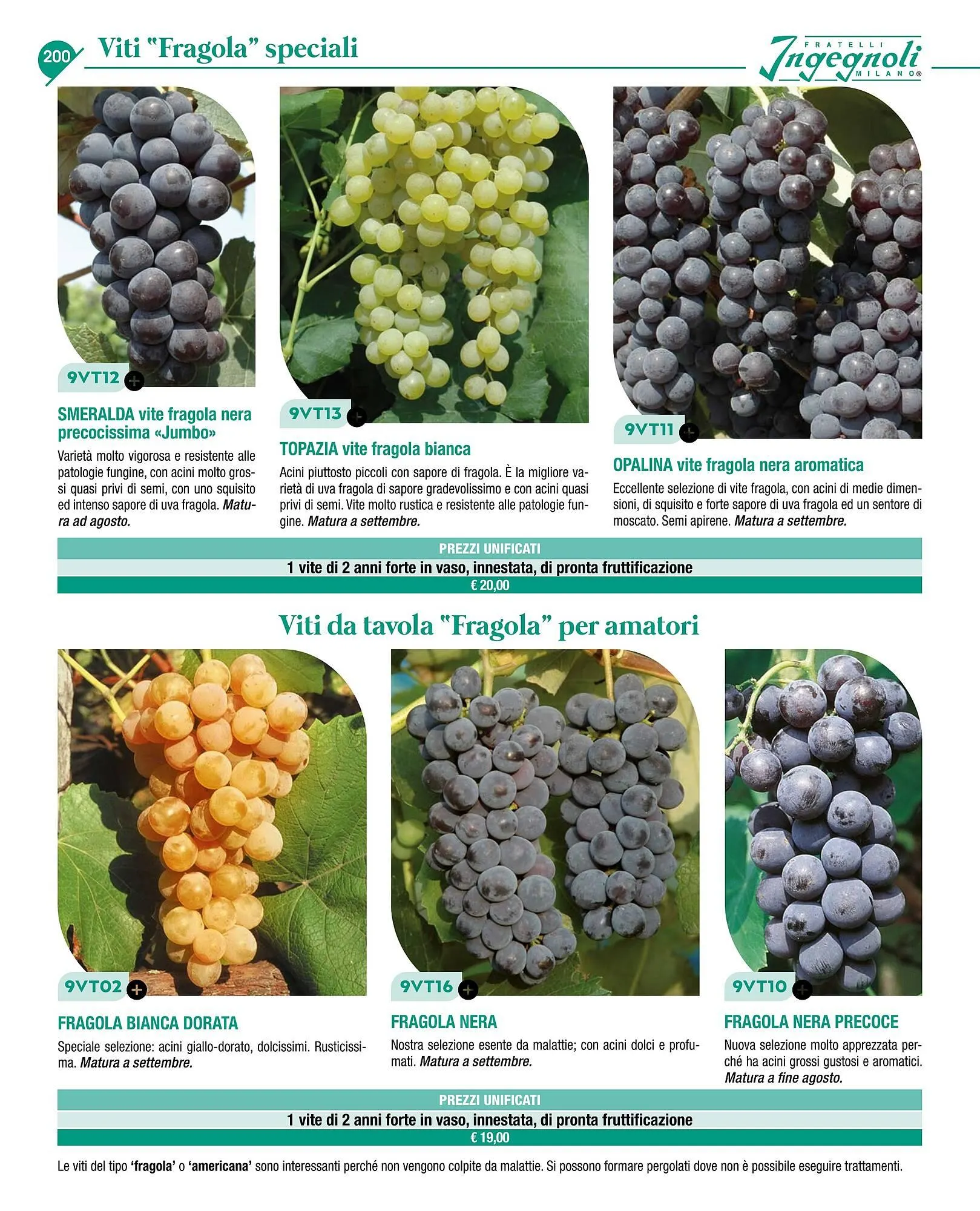 Volantino Ingegnoli da 4 novembre a 31 dicembre di 2025 - Pagina del volantino 202