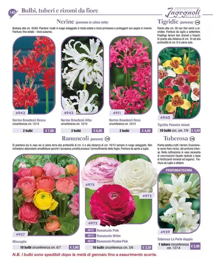 Novita da 4 novembre a 31 dicembre di 2025 - Pagina del volantino 13