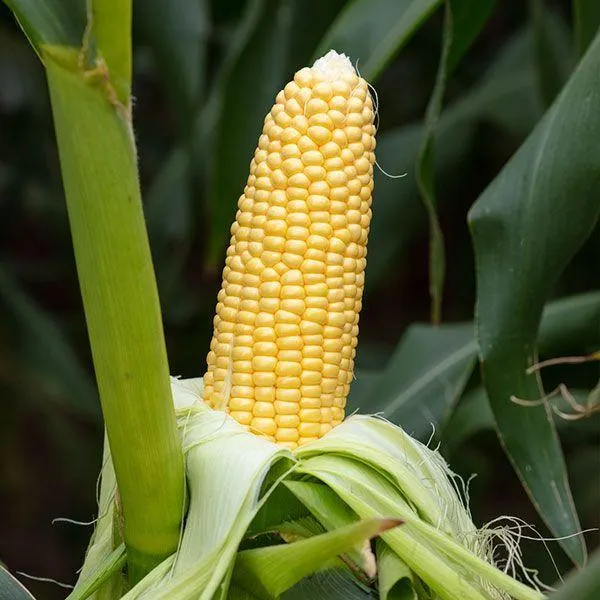 MAIS DOLCE HY F1 WILLINGER