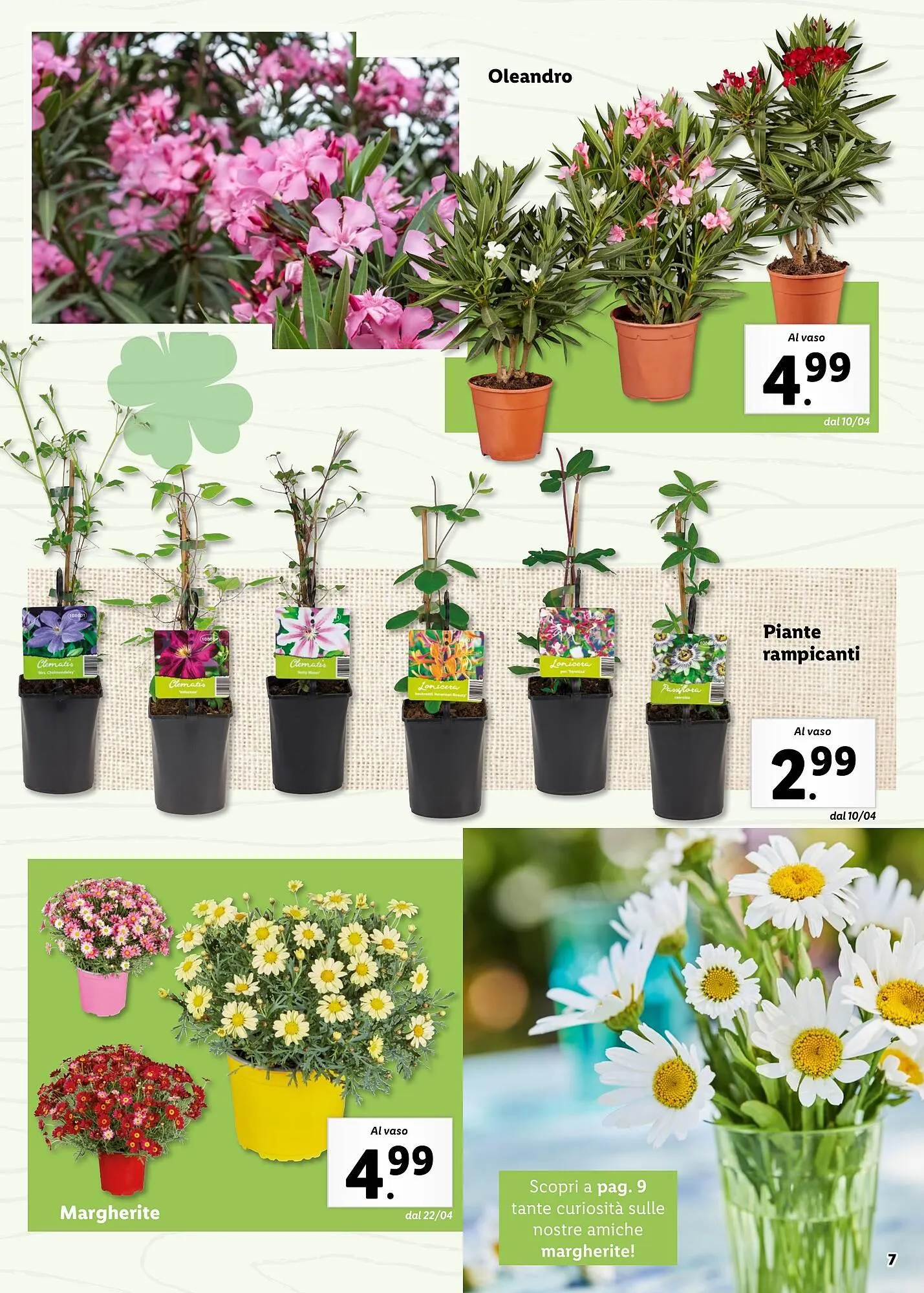 Volantino Lidl da 4 aprile a 31 maggio di 2025 - Pagina del volantino 7