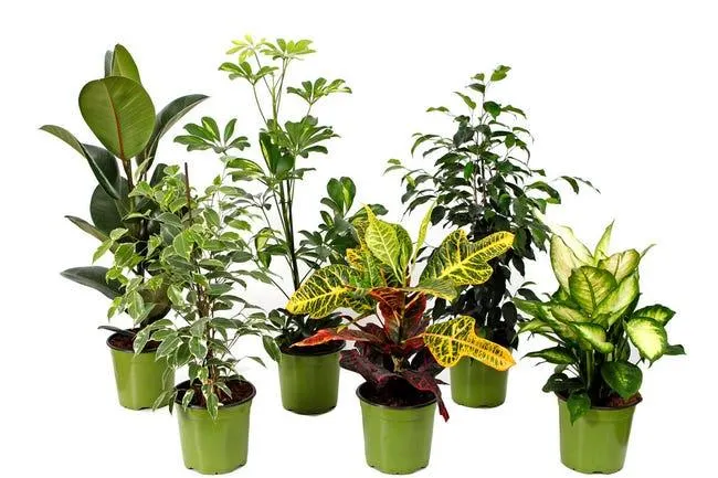 Pianta da interno PIANTE VERDI V.17 PROMO