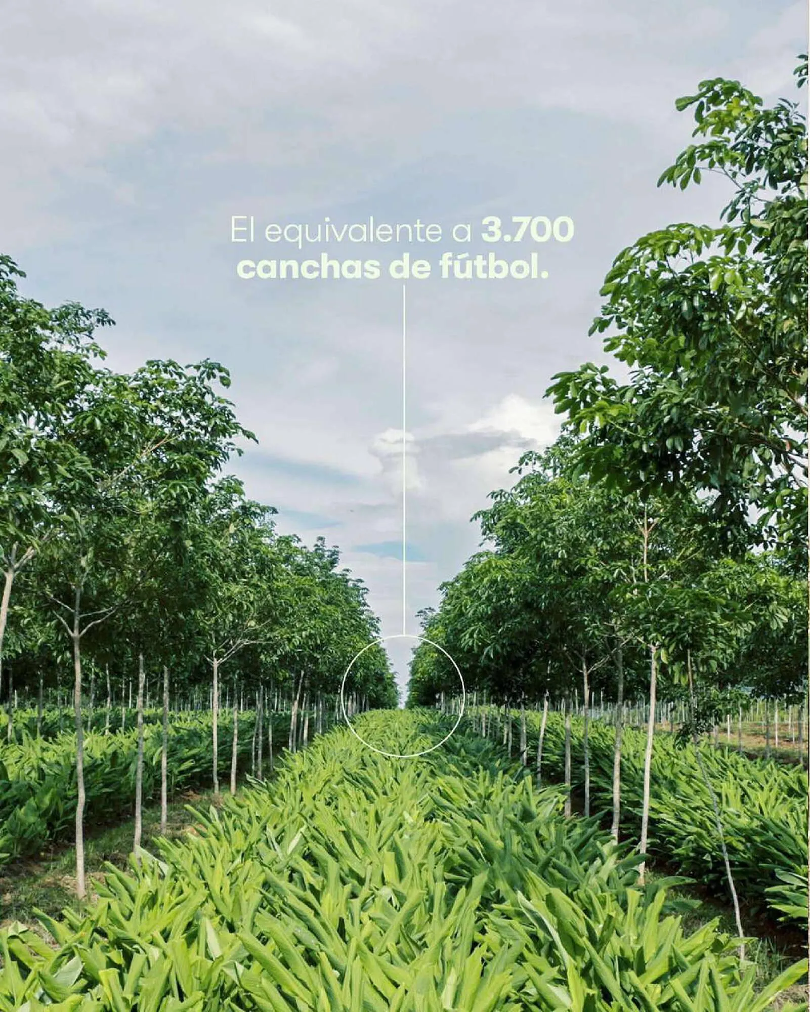 Catálogo de Catálogo Amway 20 de junio al 18 de julio 2023 - Pagina 4