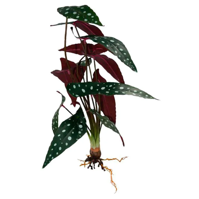 Planta Viva Begonia x 12 RS26028