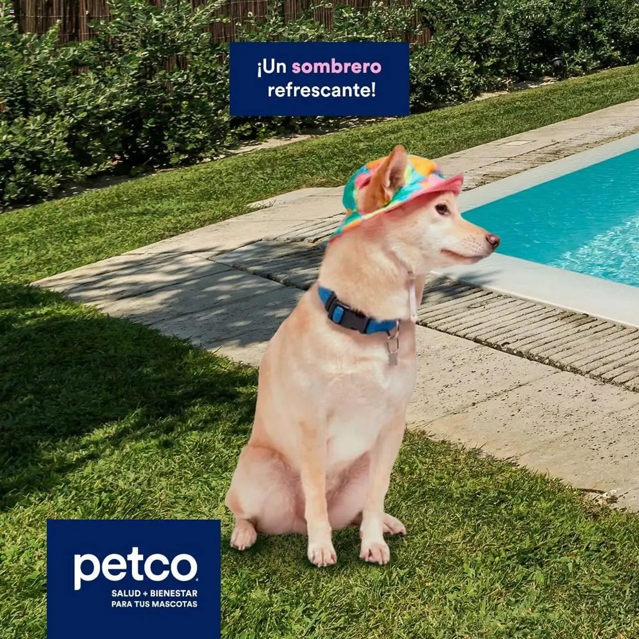 Catálogo de PetCo catálogo Summer 6 de mayo al 31 de diciembre 2024 - Pagina 2