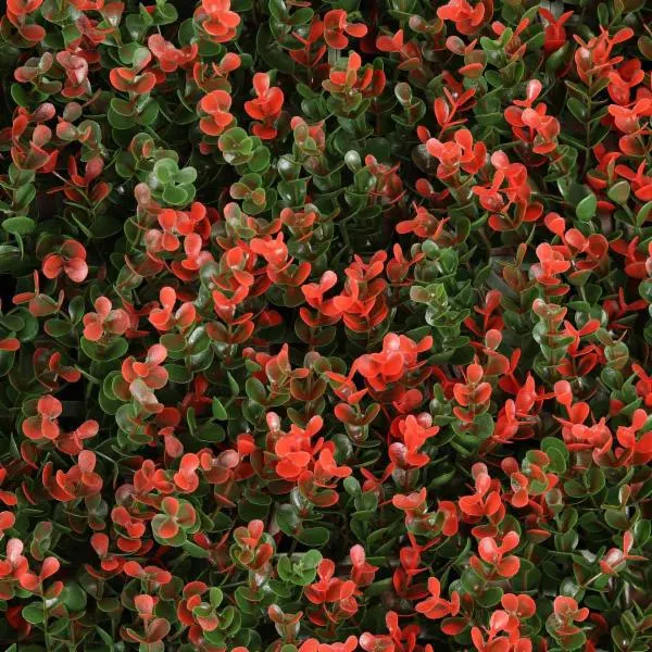 SET D/8 PZ FOLLAJE BOXUS CHERRY 50X50CM