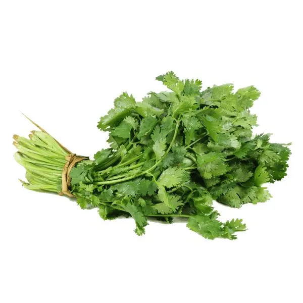 Cilantro manojo
