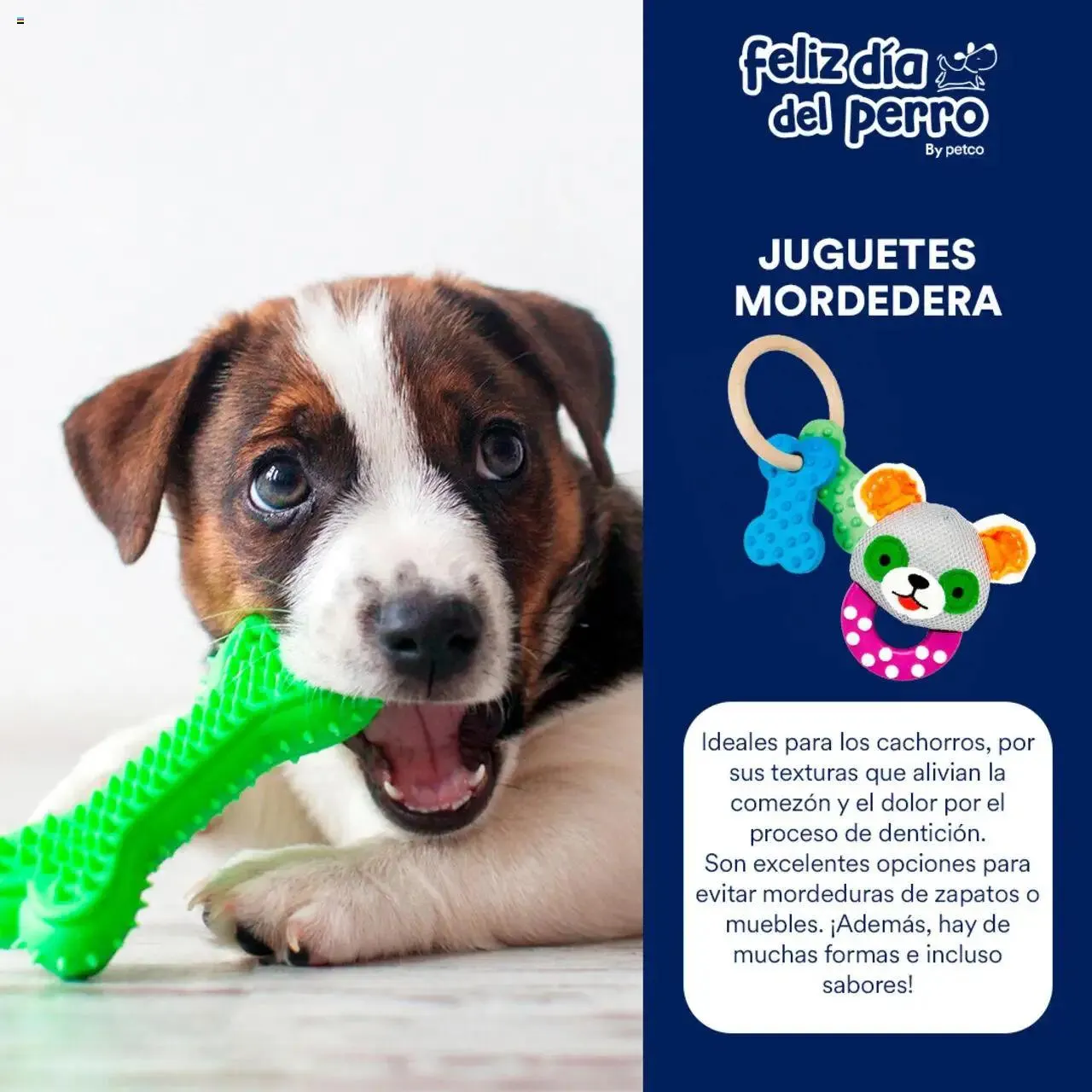 Catálogo de PetCo catálogo 7 de julio al 31 de diciembre 2024 - Pagina 2