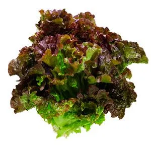 LECHUGA SANGRIA 1 PZA.