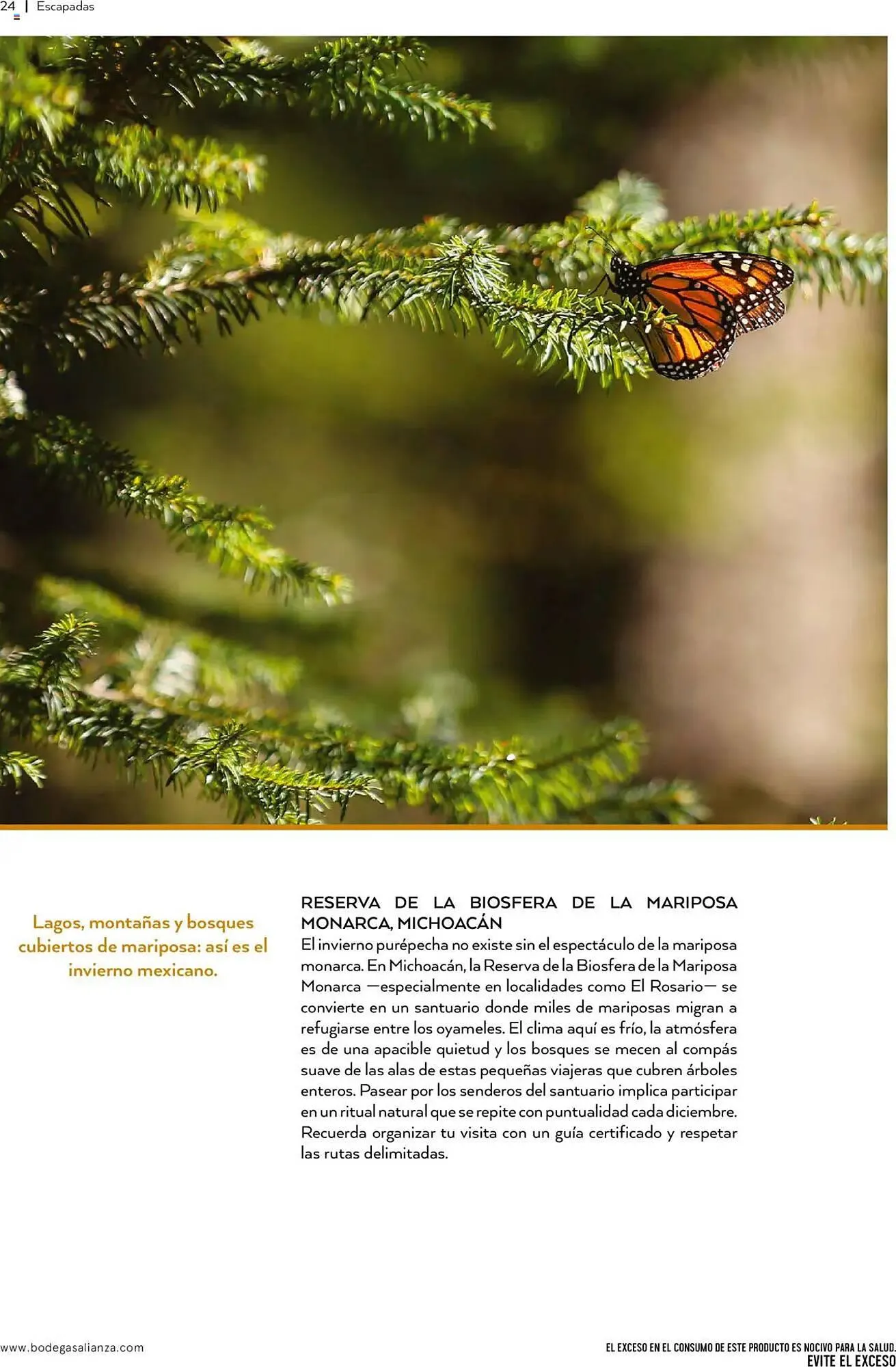 Catálogo de Folleto Bodegas Alianza 1 de octubre al 1 de enero 2026 - Pagina 26