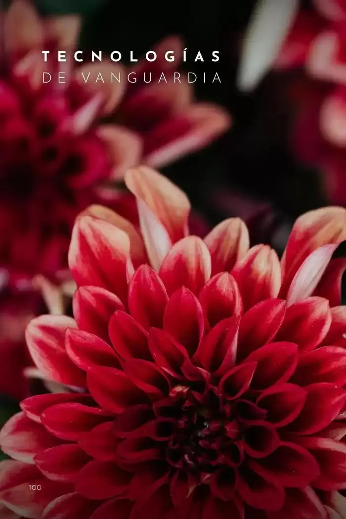 Catálogo de The Art of Luxe 14 de noviembre al 30 de junio 2025 - Pagina 102