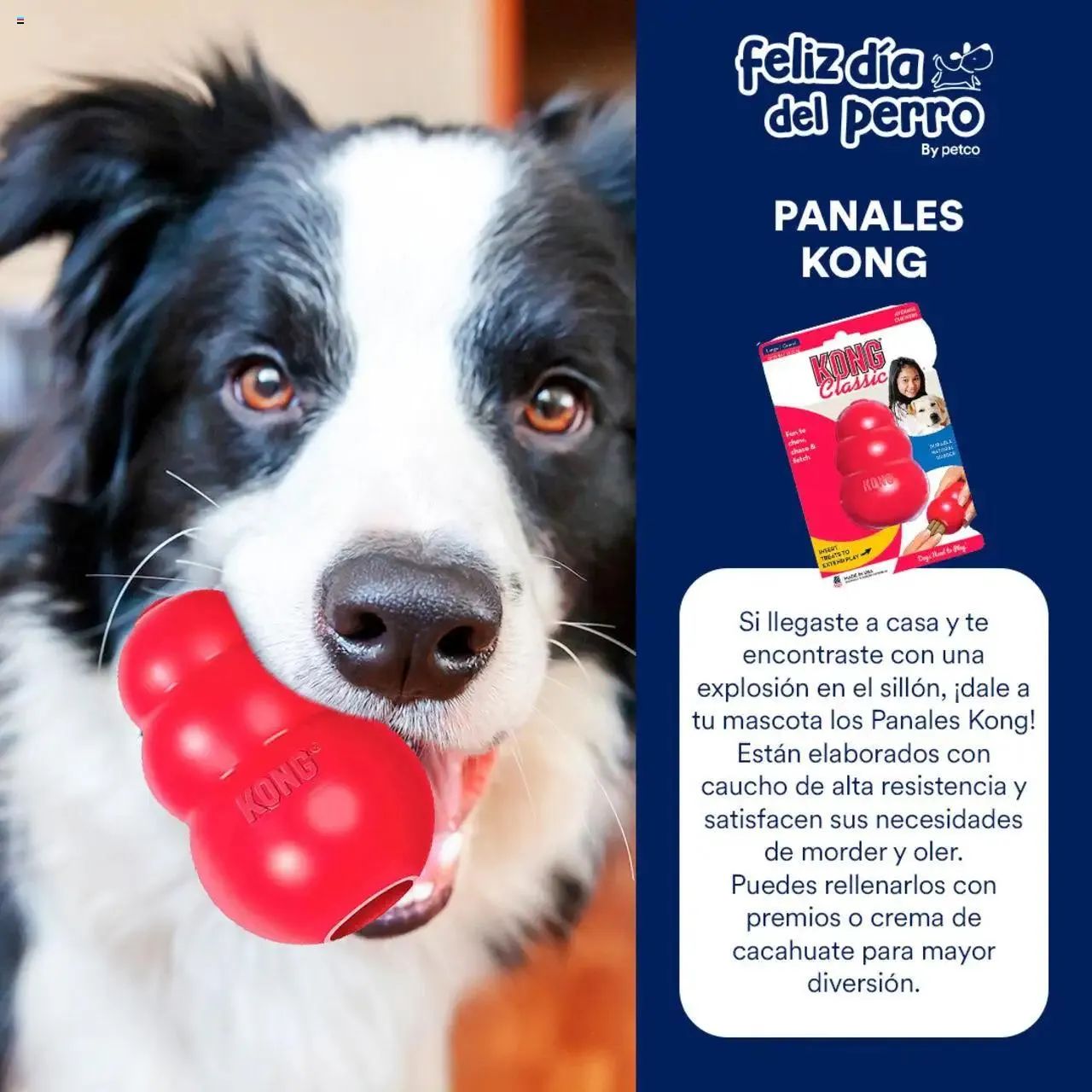 Catálogo de PetCo catálogo 7 de julio al 31 de diciembre 2024 - Pagina 3