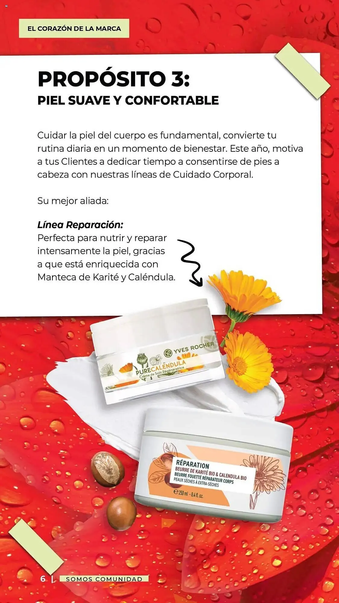 Catálogo de Catálogo Yves Rocher 31 de diciembre al 10 de febrero 2025 - Pagina 6