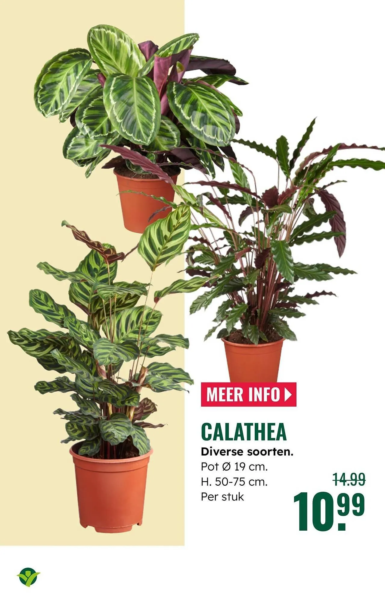 GroenRijk folder van 22 oktober tot 28 oktober 2025 - Folder pagina 9