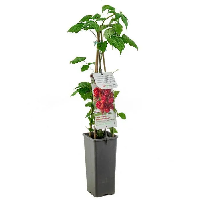 Rubus phoenicolasius Japanse Wijnbes