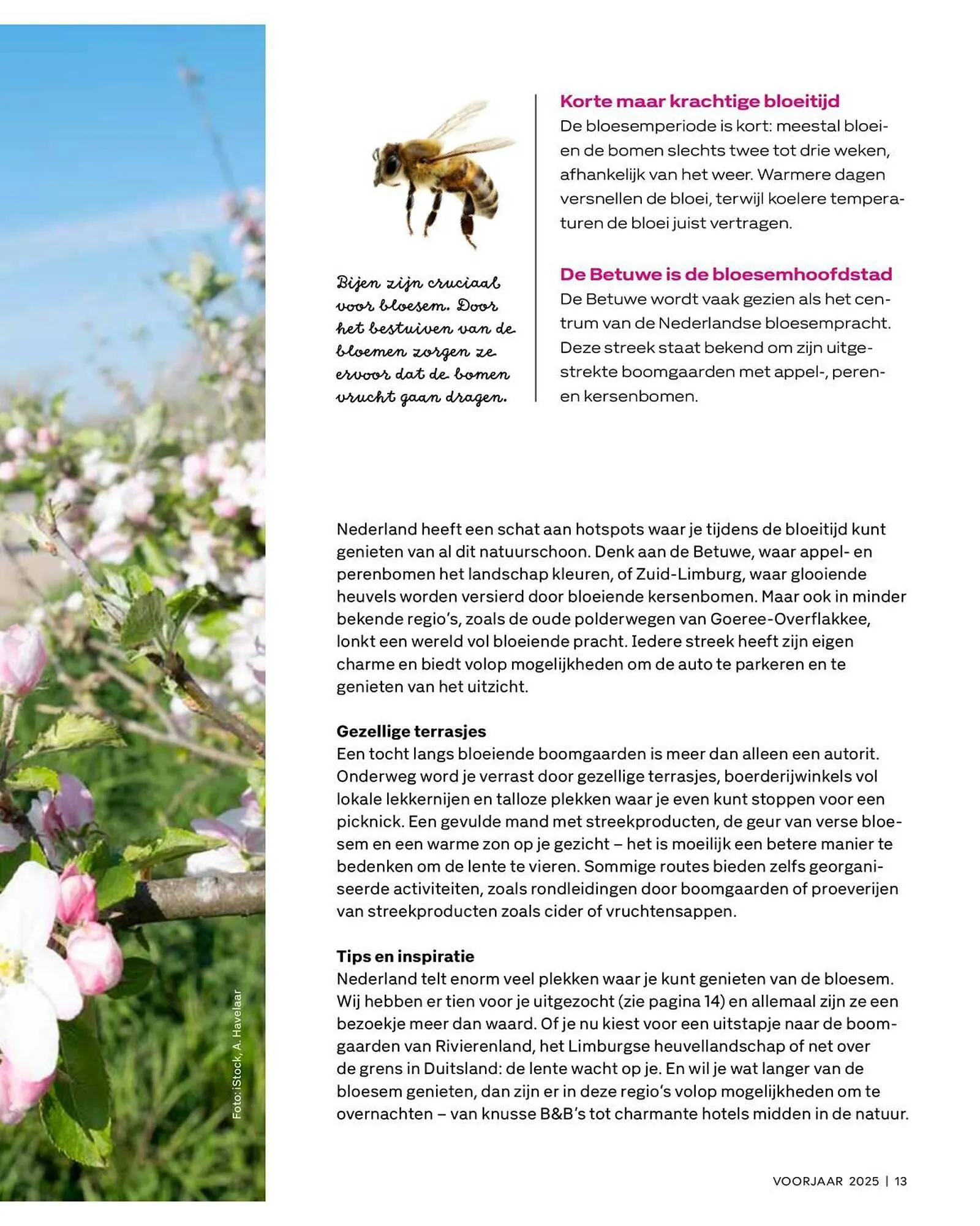 Vakgarage folder van 28 maart tot 30 april 2025 - Folder pagina 13