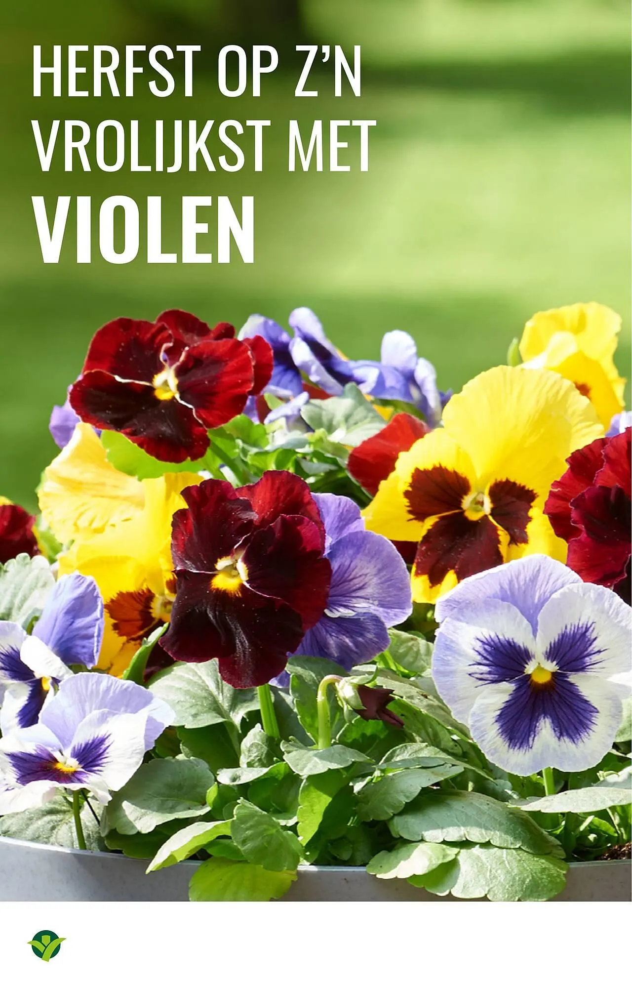 GroenRijk folder van 26 augustus tot 21 december 2025 - Folder pagina 12