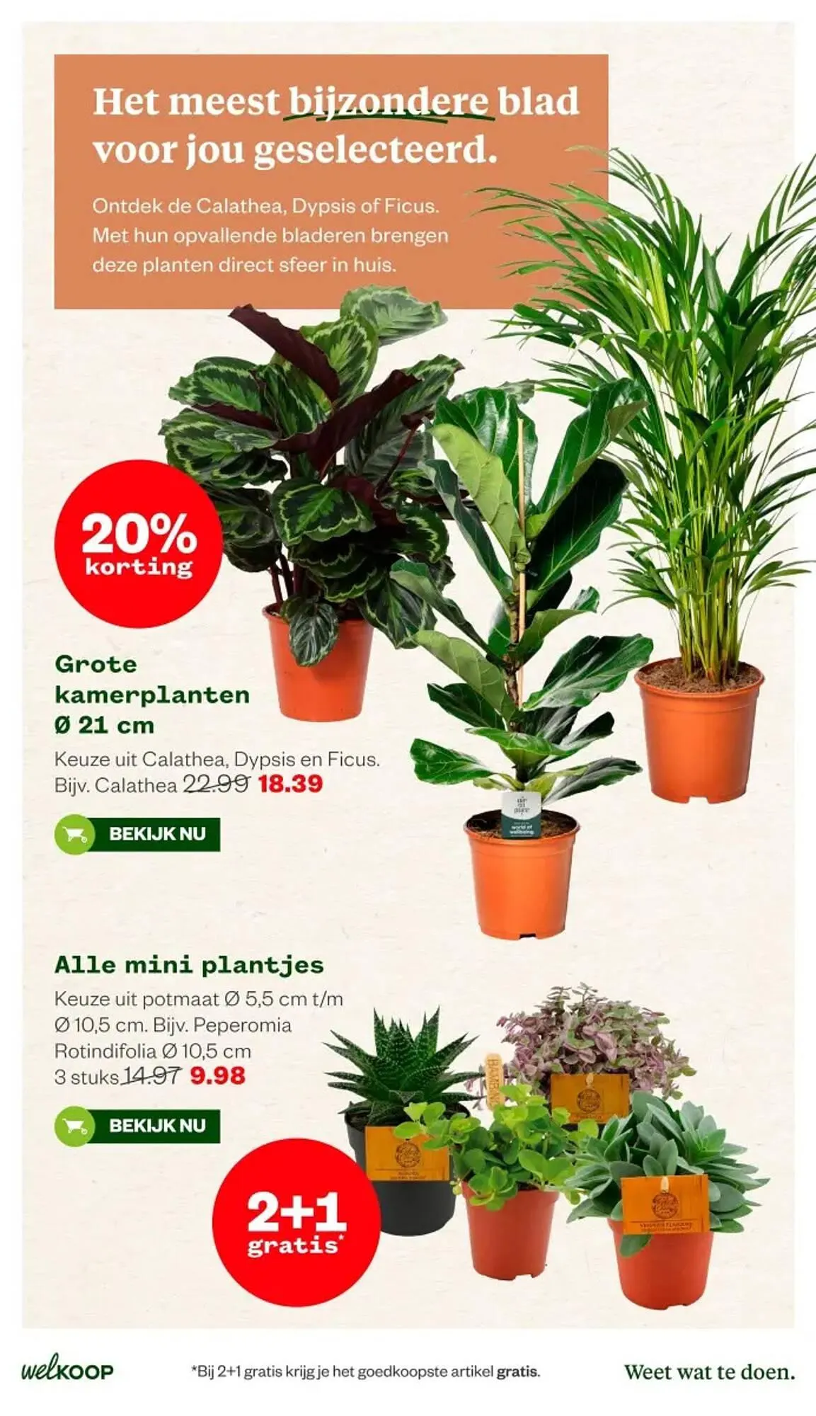 Welkoop folder van 11 mei tot 24 mei 2026 - Folder pagina 16