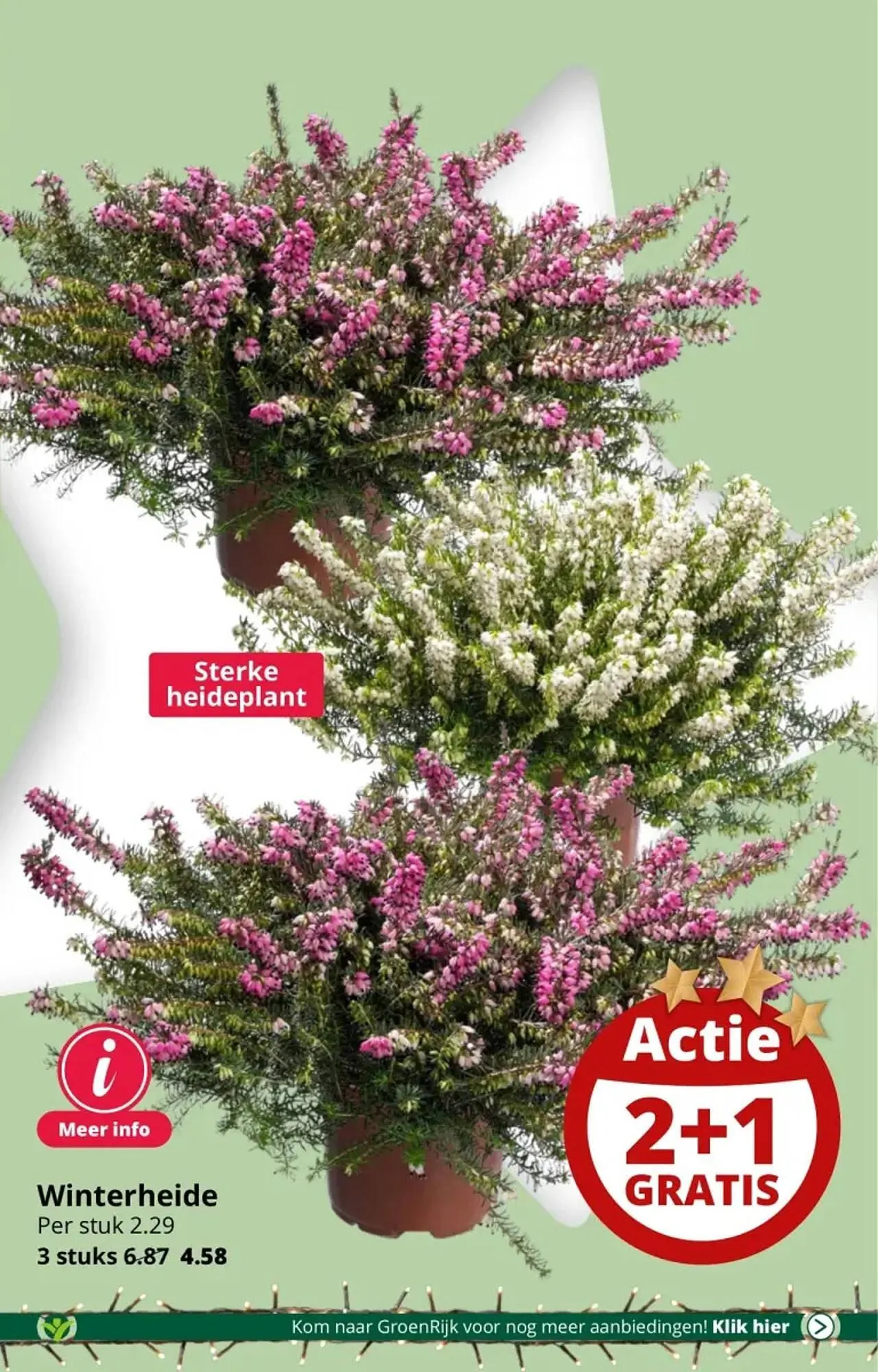 GroenRijk folder van 29 november tot 5 december 2023 - Folder pagina 15