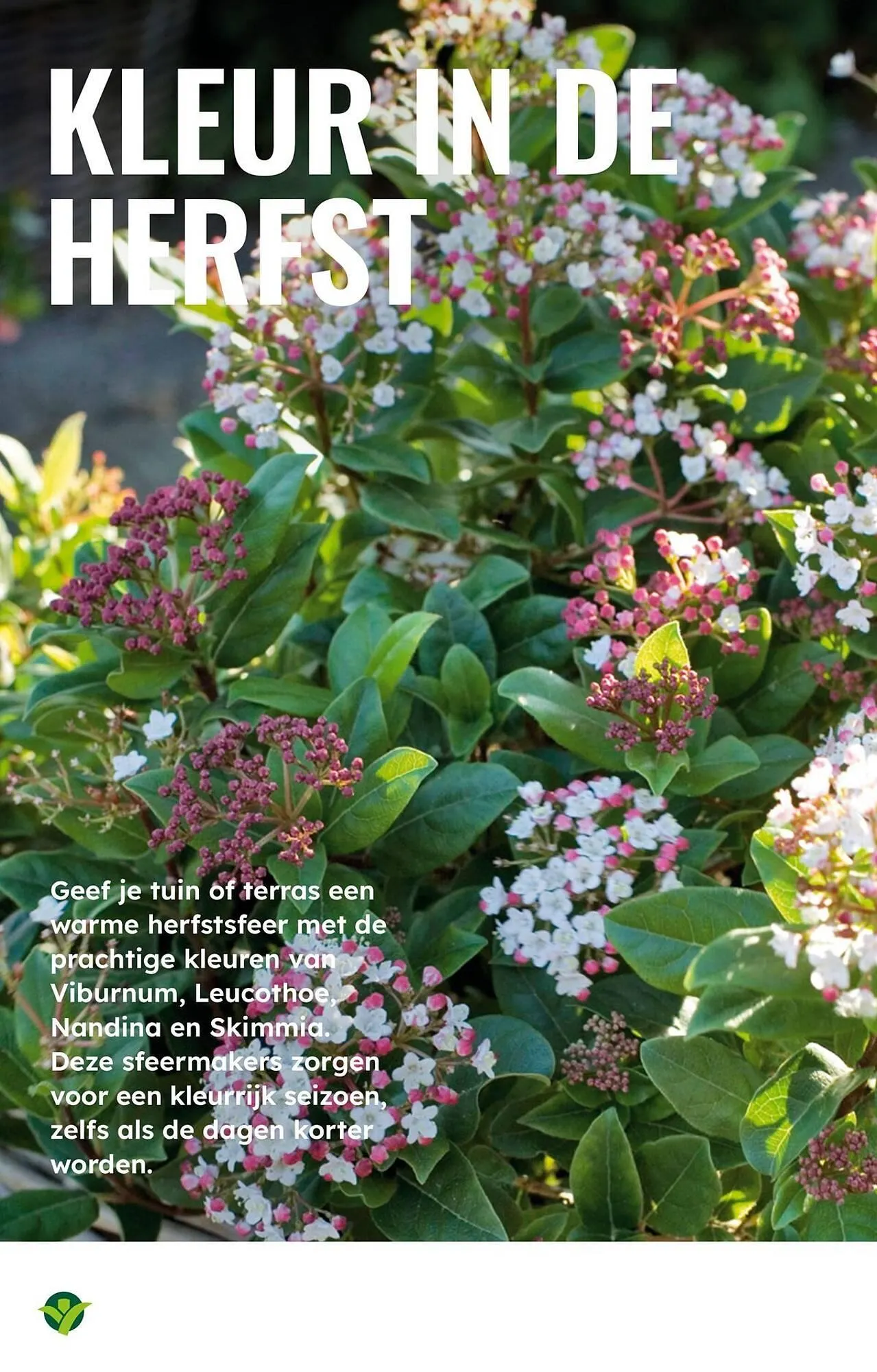 GroenRijk folder van 22 oktober tot 28 oktober 2025 - Folder pagina 10