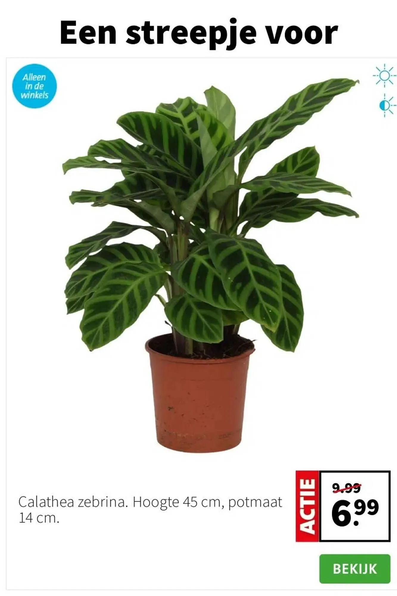 Intratuin folder van 26 januari tot 1 februari 2026 - Folder pagina 2