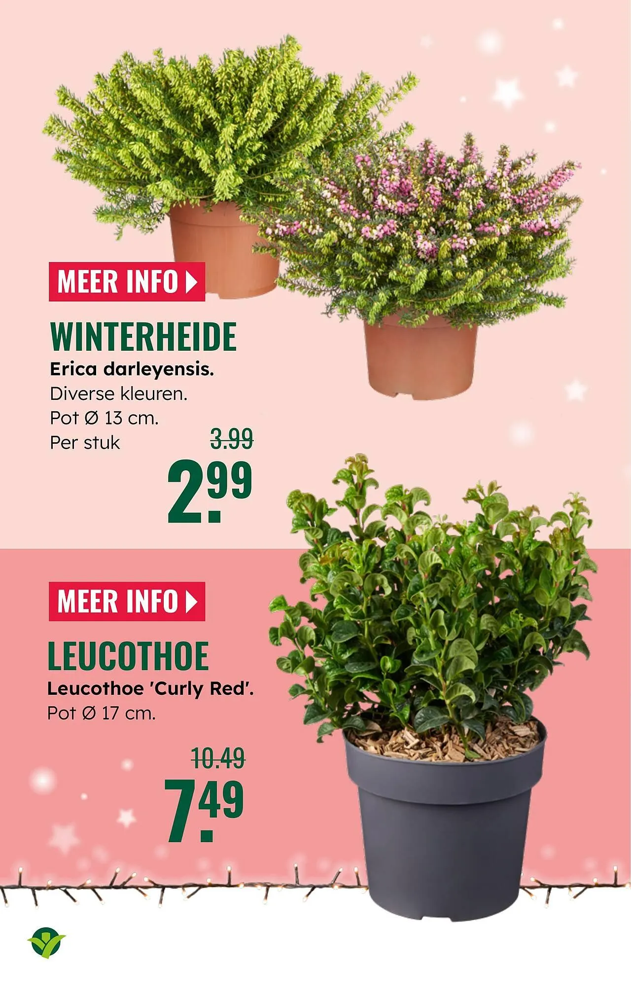 GroenRijk folder van 19 november tot 25 november 2025 - Folder pagina 16