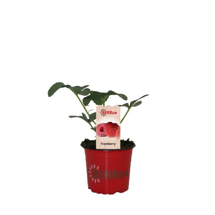 Aardbeienplant