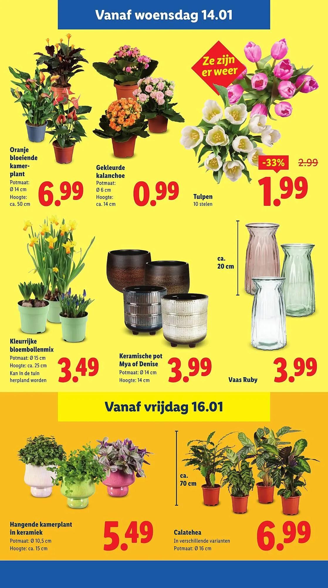 Lidl folder van 12 januari tot 18 januari 2026 - Folder pagina 21