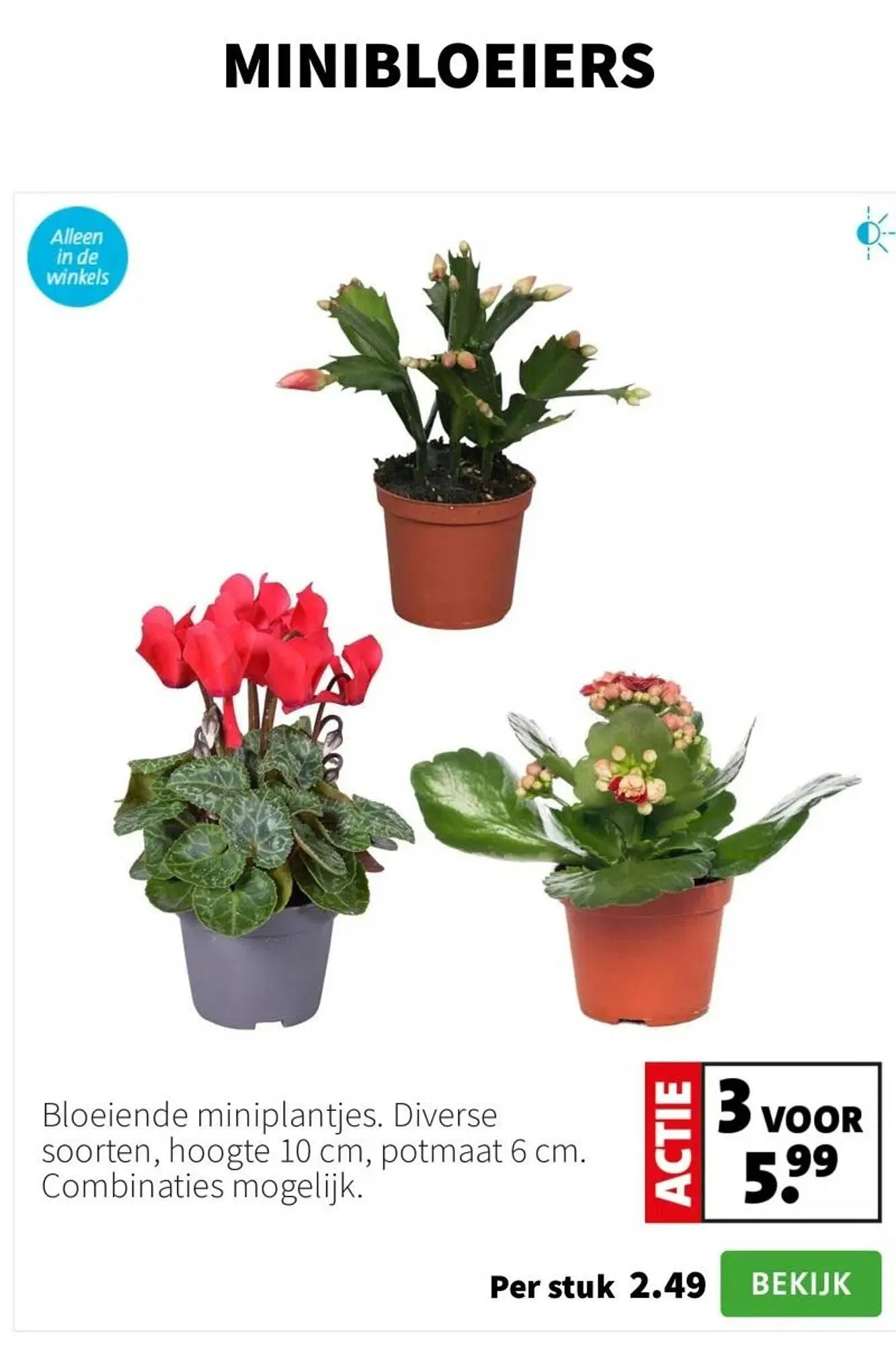 Intratuin folder van 15 december tot 21 december 2025 - Folder pagina 3