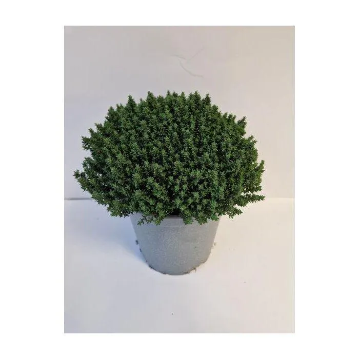 Thymus Vulgaris