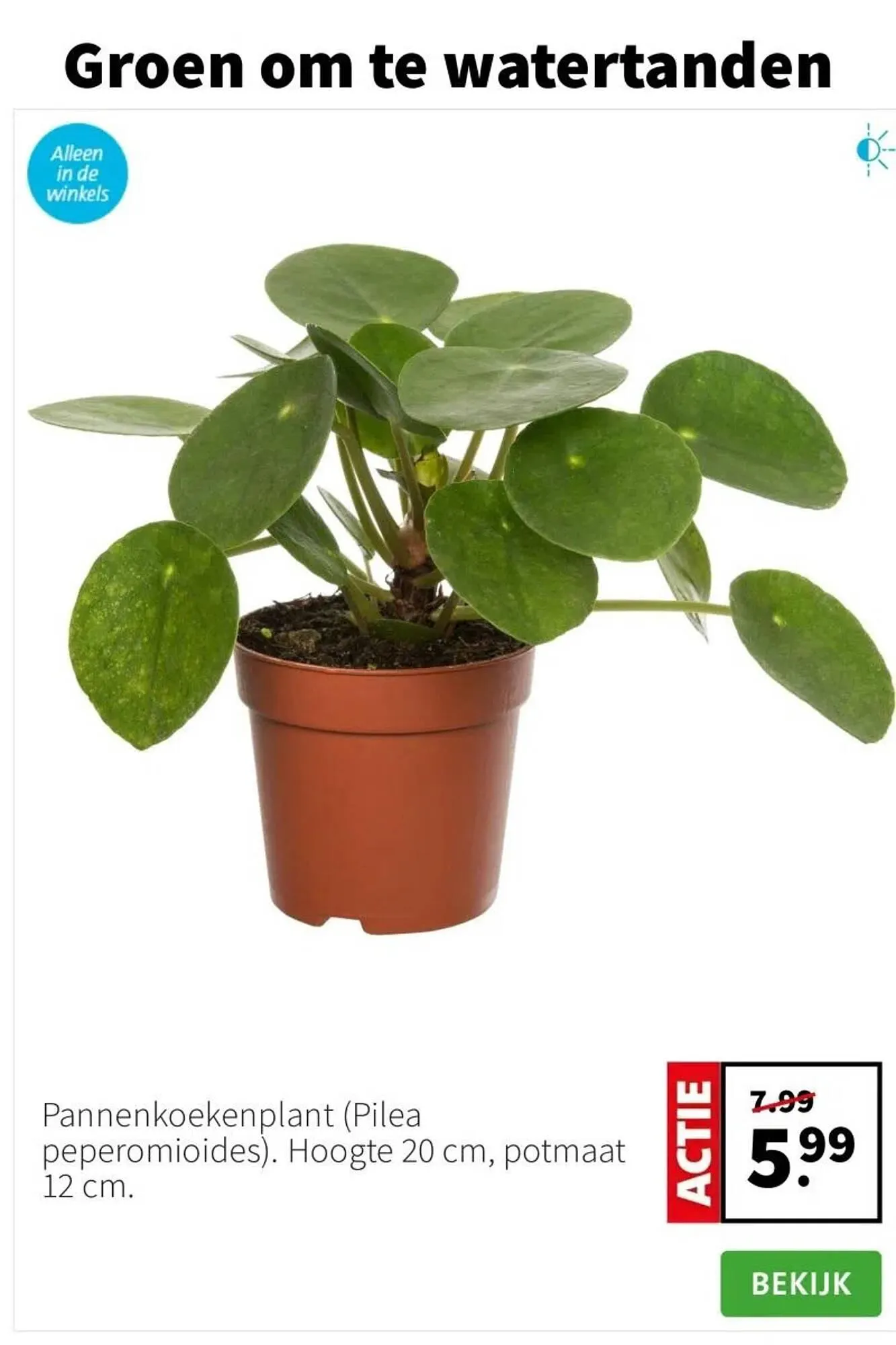 Intratuin folder van 26 januari tot 1 februari 2026 - Folder pagina 5