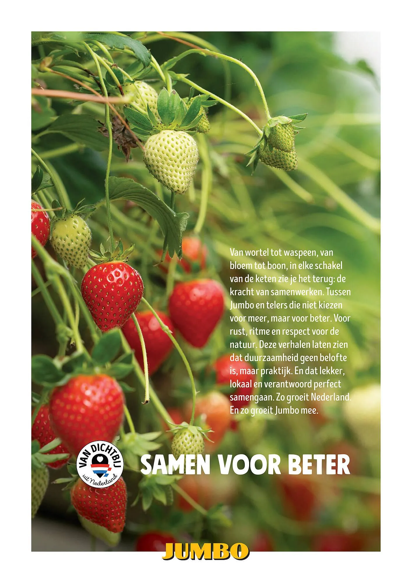 Jumbo folder van 30 juni tot 7 juli 2025 - Folder pagina 32