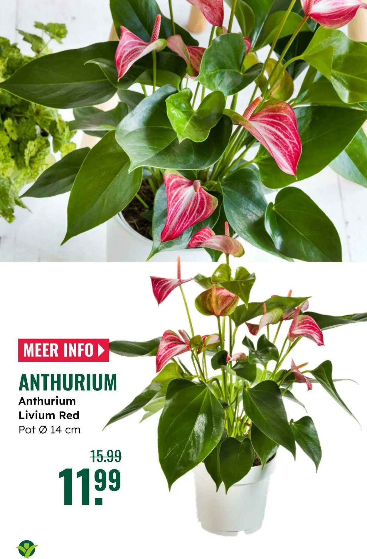 GroenRijk Actuele folder van 8 juli tot 22 juli 2025 - Folder pagina 18