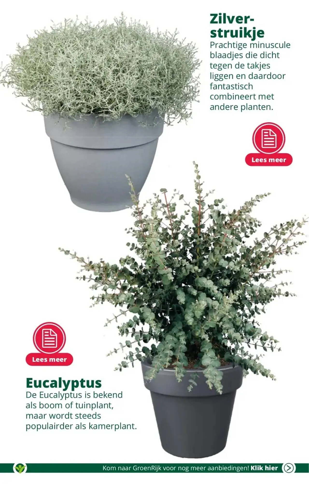 GroenRijk folder van 22 november tot 28 november 2023 - Folder pagina 6