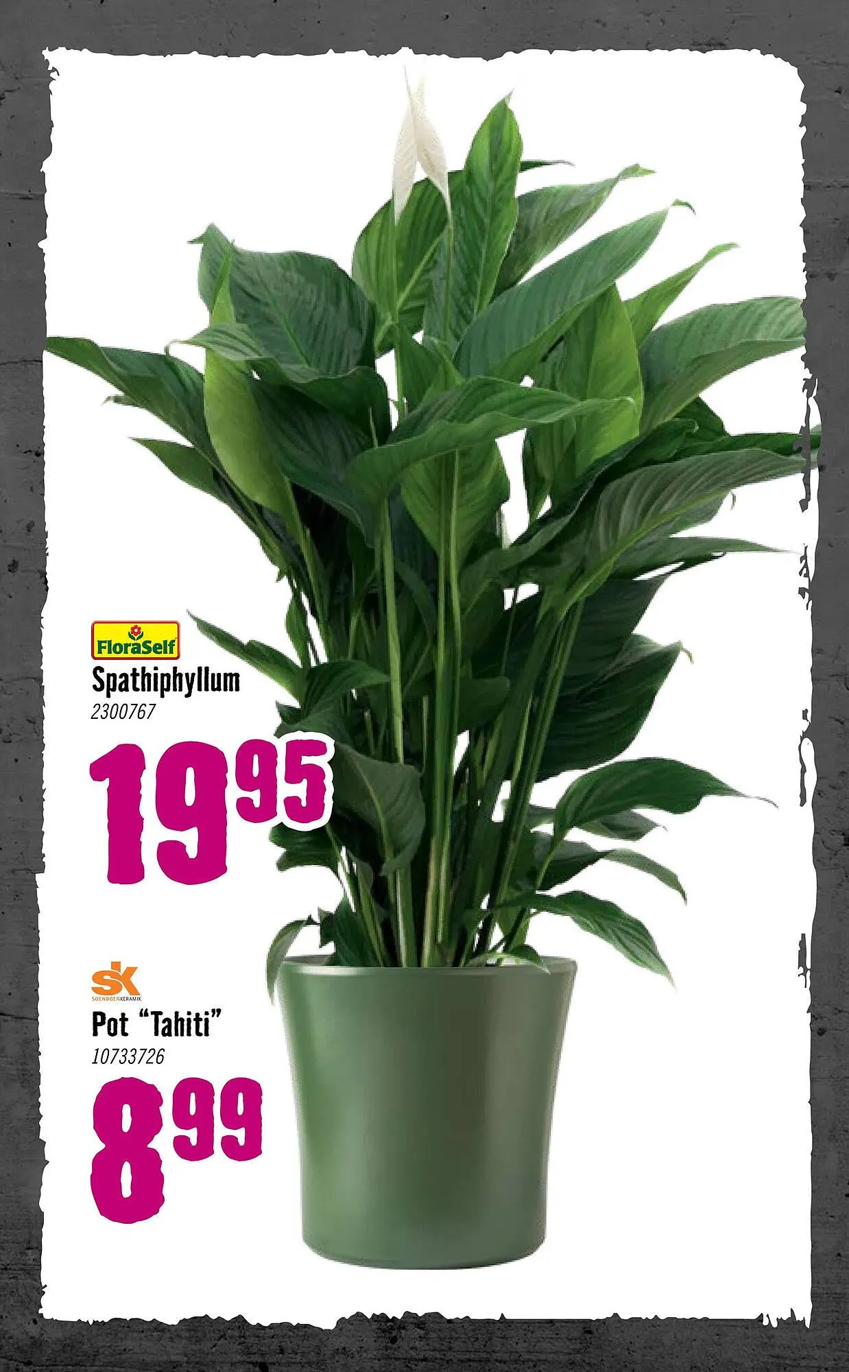 Hornbach folder van 5 januari tot 8 februari 2026 - Folder pagina 74