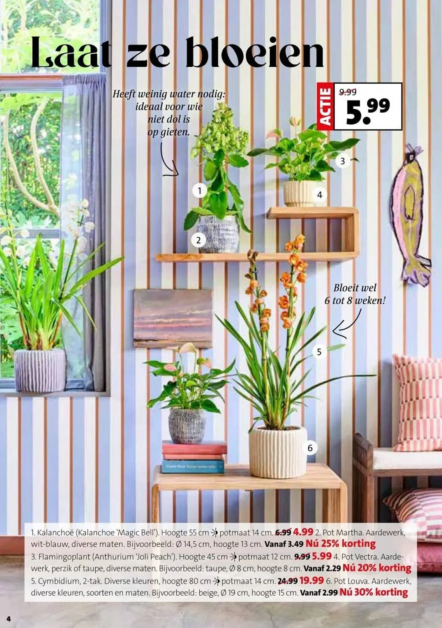 Intratuin folder van 29 december tot 4 januari 2026 - Folder pagina 4