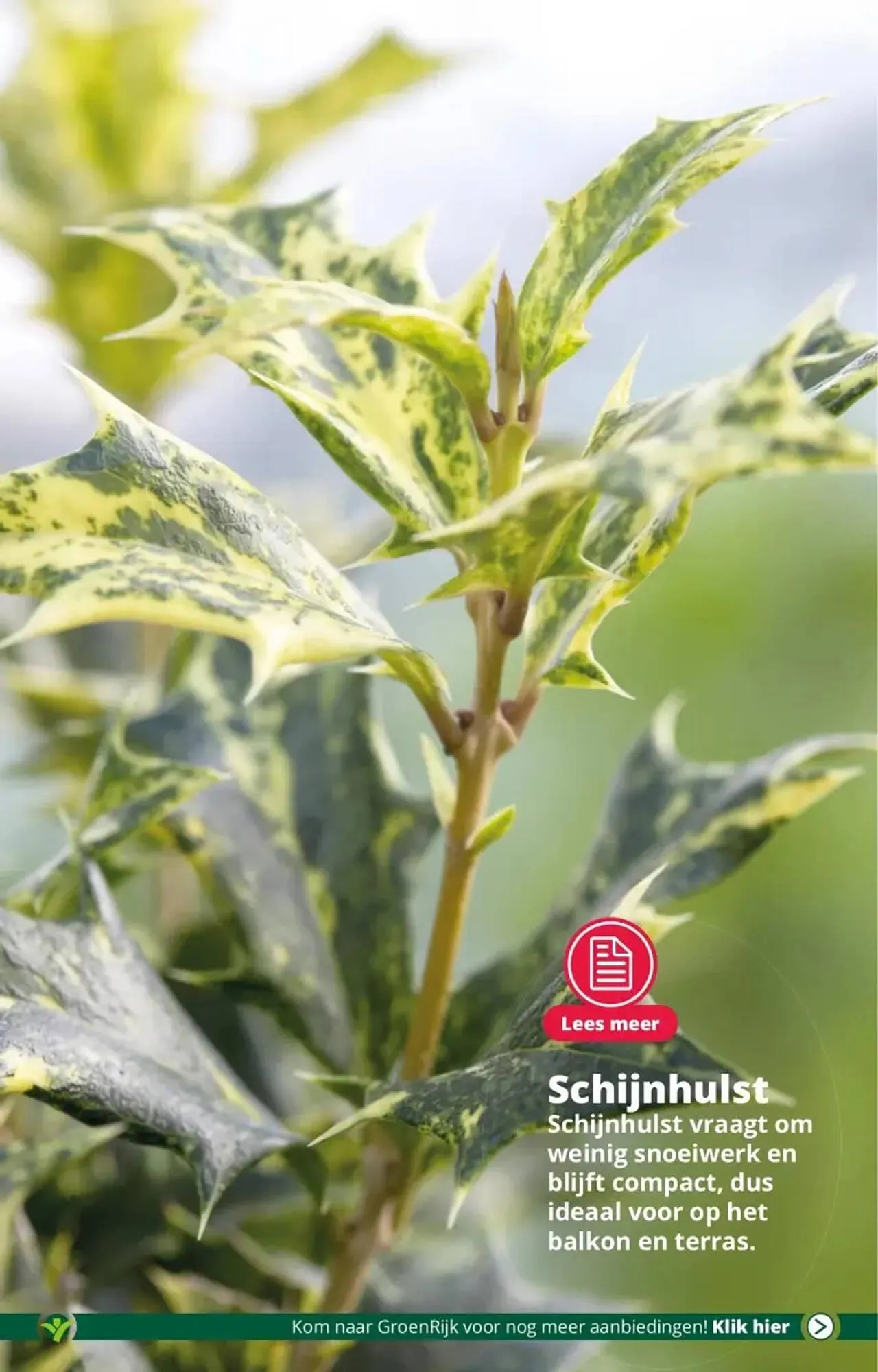 GroenRijk folder van 22 november tot 28 november 2023 - Folder pagina 4