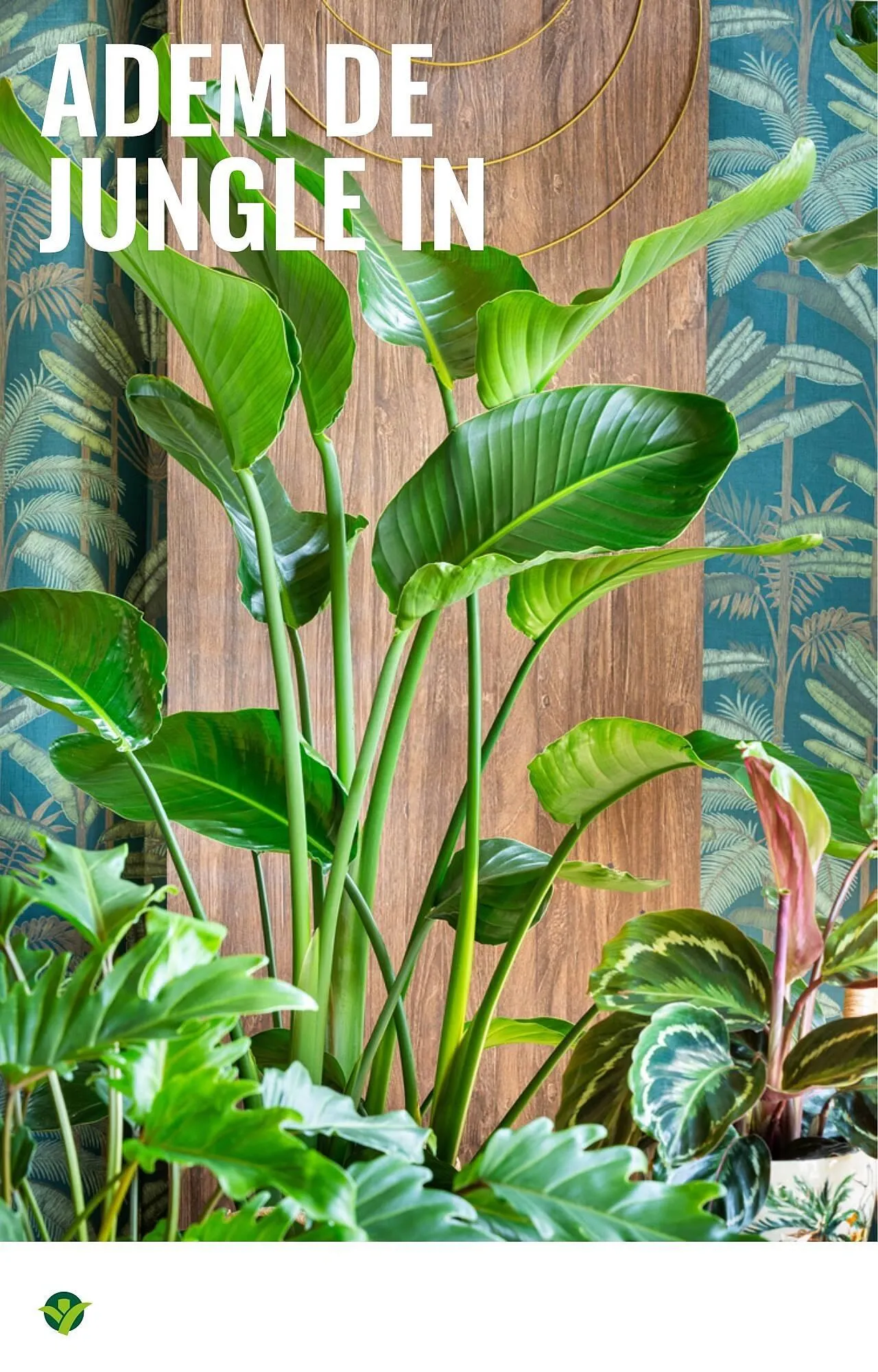 GroenRijk folder van 1 oktober tot 7 oktober 2025 - Folder pagina 4