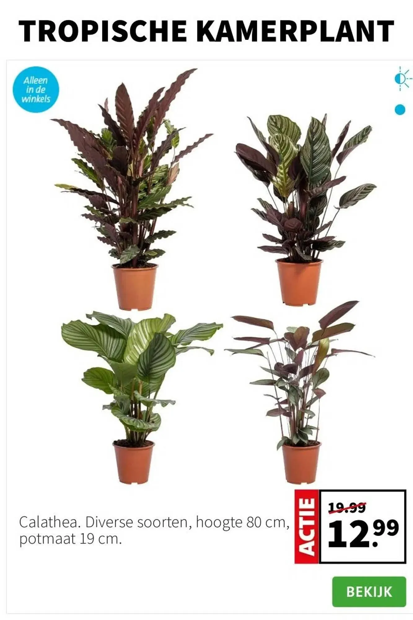 Intratuin folder van 22 december tot 28 december 2025 - Folder pagina 2