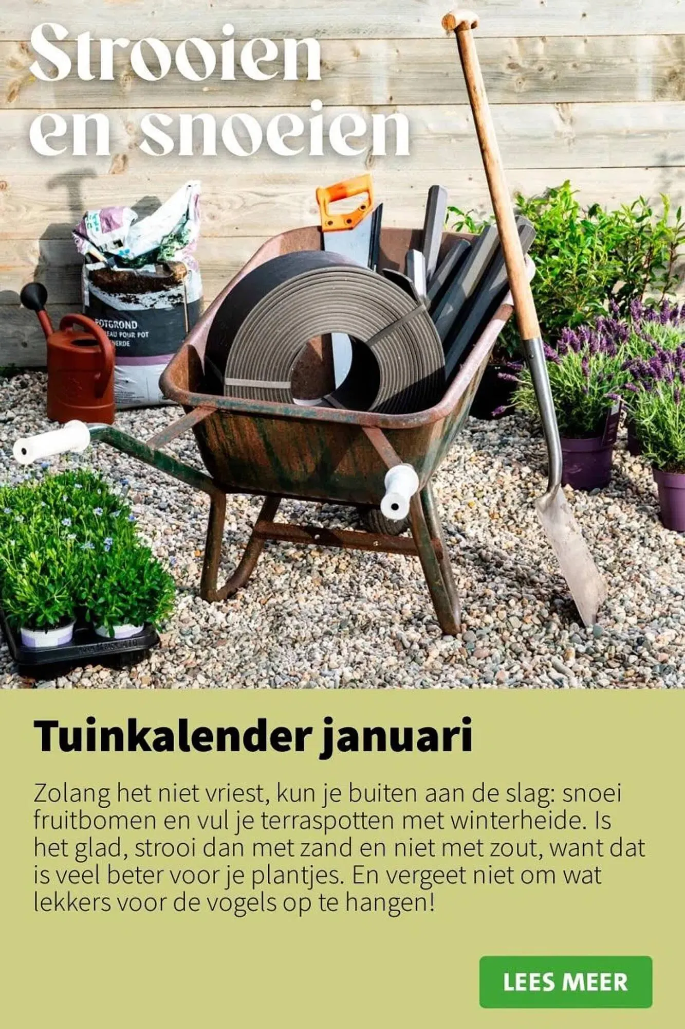 Intratuin folder van 12 januari tot 18 januari 2026 - Folder pagina 8